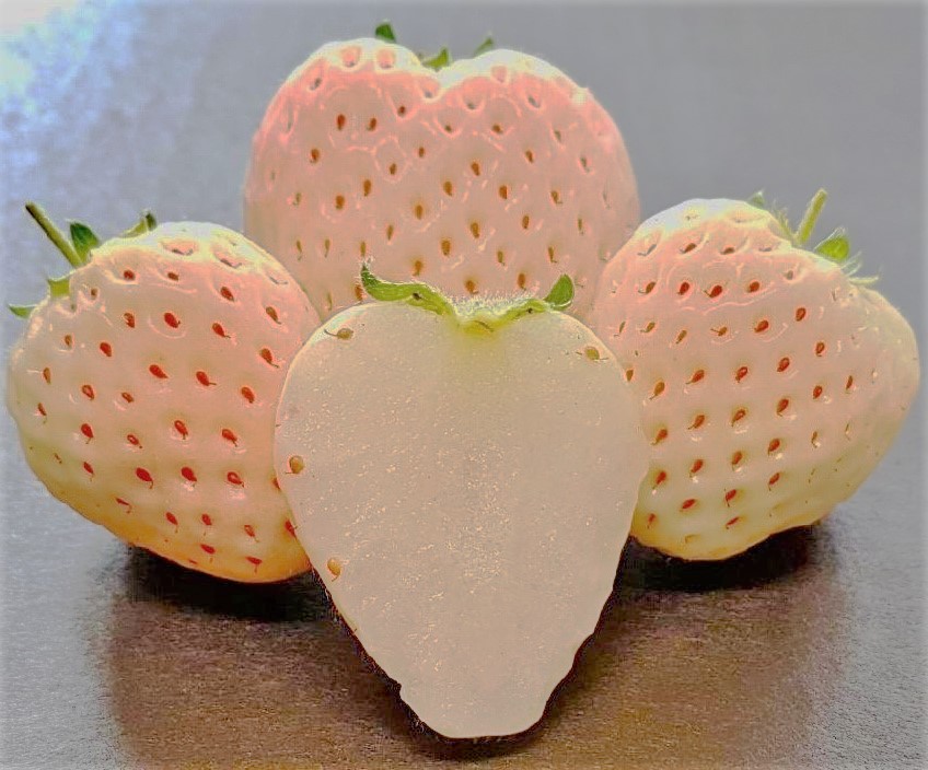 Blush strawberries showing pale pink skin and white flesh